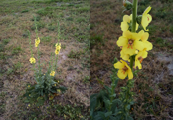 [Two photos spliced together. On the left is the entire plant. The leaves are at the base and three thin stalks extend approximately three feet from the ground. Each stalk has some fully bloomed yellow flowers approximately half-way up the stalk. There appear to be many small closed buds the entire length of the stalk and on all sides of the stalk. On the right is a close view of one set of blooms. Each yellow of the seven blooms has four wides petals and long stamen which have orange tips. Each bloom faces a slightly different direction around the stalk.]